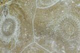 Polished Fossil Coral (Actinocyathus) - Morocco #100615-1